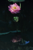 Enlarge photo 154