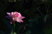 Enlarge photo 155