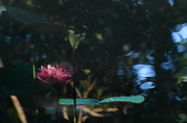 Enlarge photo 153