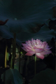 Enlarge photo 151