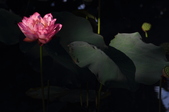 Enlarge photo 148
