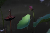 Enlarge photo 146
