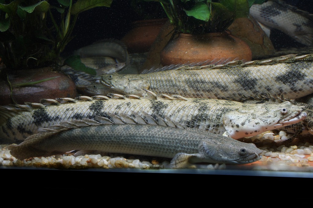 One crazy bichir tank