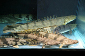 Enlarge photo 39