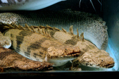 Enlarge photo 32