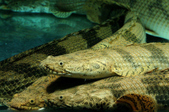 Enlarge photo 35