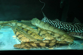 Enlarge photo 37