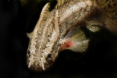Enlarge photo 29