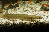 Enlarge photo 38