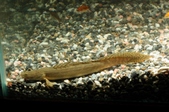 Enlarge photo 39