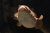 Enlarge photo 197