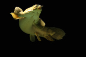 Enlarge photo 200