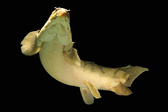Enlarge photo 198