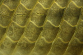 Enlarge photo 216