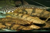 Enlarge photo 105