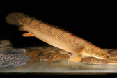 Enlarge photo 109