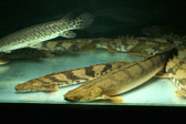 Enlarge photo 125