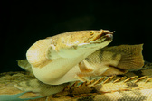 Enlarge photo 121