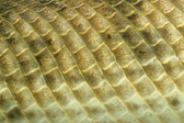 Enlarge photo 99