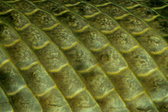 Enlarge photo 98