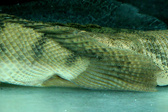 Enlarge photo 100