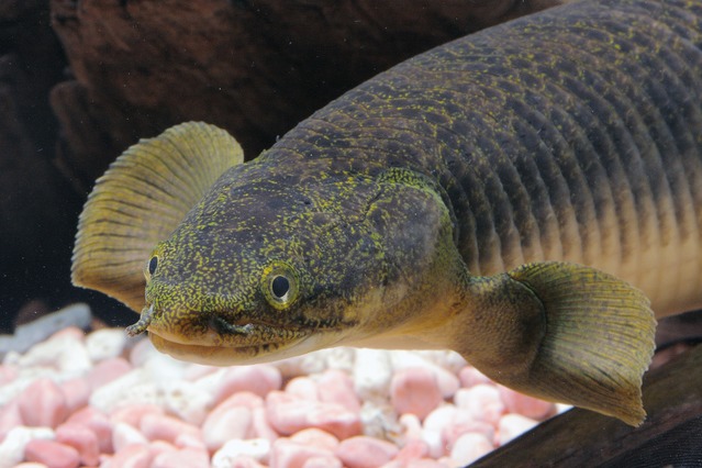 Turning pose of a very fat polli | MonsterFishKeepers.com