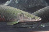 Enlarge photo 49
