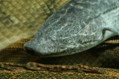 Enlarge photo 32