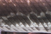 Enlarge photo 86