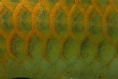 Enlarge photo 294