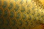 Enlarge photo 298