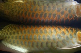 Enlarge photo 325