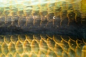 Enlarge photo 224