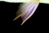 Enlarge photo 133