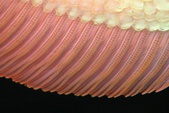 Enlarge photo 124
