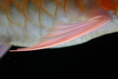 Enlarge photo 126