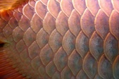 Enlarge photo 41