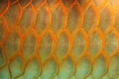 Enlarge photo 196