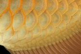 Enlarge photo 203