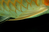 Enlarge photo 209