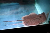 Enlarge photo 1