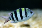 Abudefduf vaigiensis