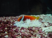 Amphiprion Frenatus 