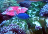 Blue Devil