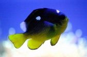 Dascyllus trimaculatus