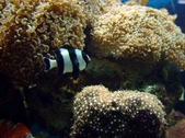Nemateleotris Magnifica