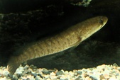 Channa striata