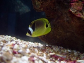 Butterflyfish