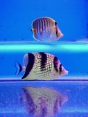 Chaetodon argentatus
