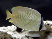 Chaetodon Capistratus